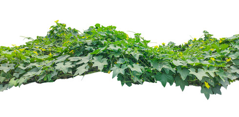 Green moss, a fresh, healthy plant for your garden or farm, isolated on a white background