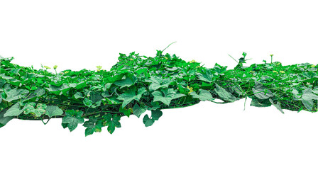 Fresh green herb leaves on white background for cooking and gardening use