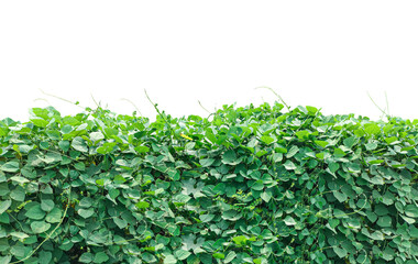 Fresh green ivy grows on a wall, complementing a natural grass background