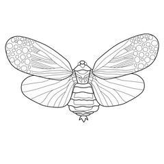 Detailed Line Art Illustration of a Moth with Intricate Wing Design