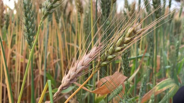 Wheat field with golden ears