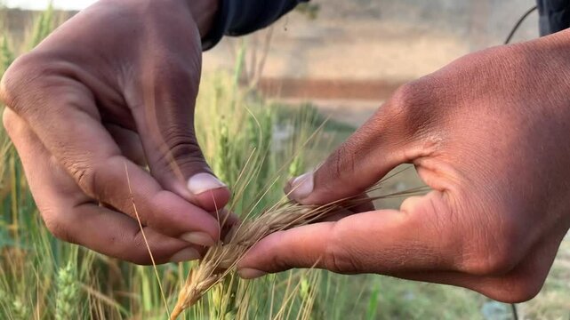 Hands holding grass, person touching plants
