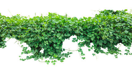 Fresh green ivy leaves with a vibrant texture, perfect for a natural background or isolated organic ingredient