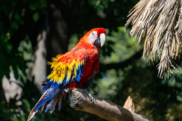 red and yellow macaw