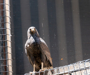 Aguila sobre malla metalica