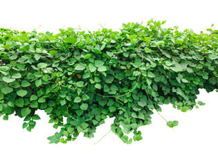 Fresh green ivy foliage on a white background, perfect for healthy nature and garden themes