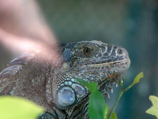 iguana on a branch