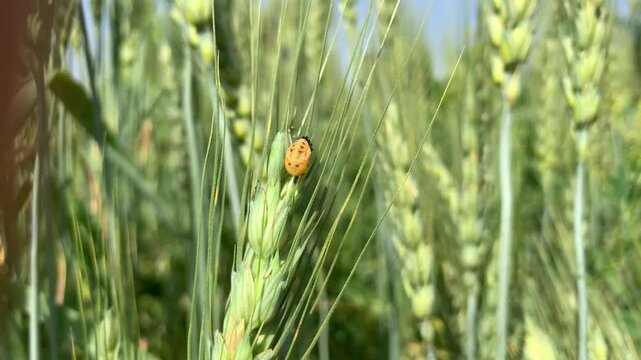 Ladybug on wheat plant in field