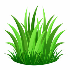 Fototapeta premium Green grass isolated on white 