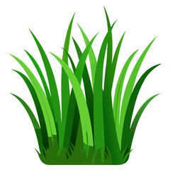 Green grass isolated  on white 