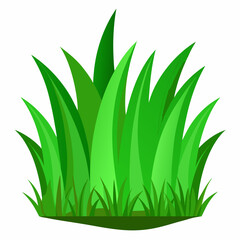 Green grass isolated  on white 