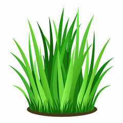 Green grass isolated  on white 