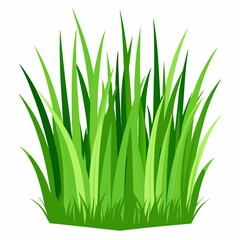 Fototapeta premium Green grass isolated on white 