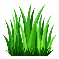 Green grass isolated  on white 