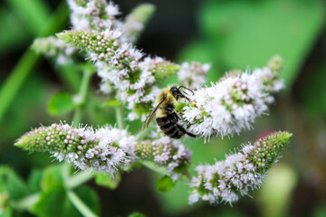 bee on a flower