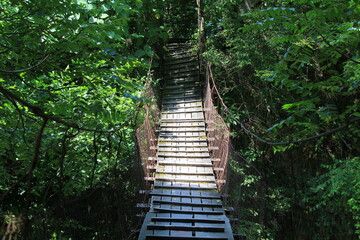 Fototapeta premium suspension bridge in green forest