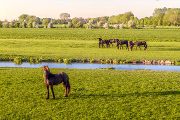 Aerial view of Friesian horses grazing near canal in rural Netherlands

