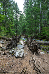Along the Trail to the Tamanawas Falls in Oregon