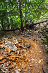 Along the Trail to the Tamanawas Falls in Oregon