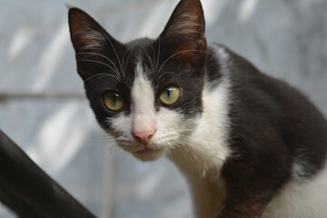 black and white cat