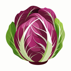 Radicchio 2D Vector white background