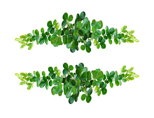 green  wood apple tree branch leaf frame, A lucky four-leaf clover for St Patrick's Day celebrations