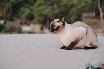 siamese cat in natural environment, outdoor explorer pet