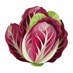 Radicchio 2D Vector white background