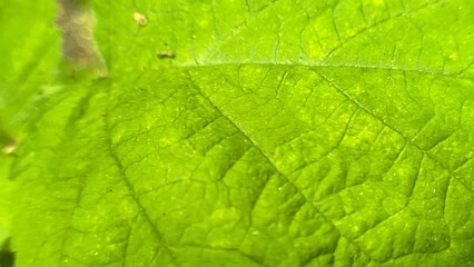 Green maple leaf with water droplets and light.