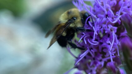 Close-up of a fuzzy bumblebee on a purple flower.