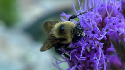 Close-up of a fuzzy bumblebee on a purple flower.