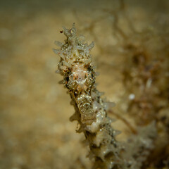 langschnäuziges Seepferdchen, Unterwasserfoto, Costa Brava, Spanien, Mittelmeer, Hippocampus guttulatus