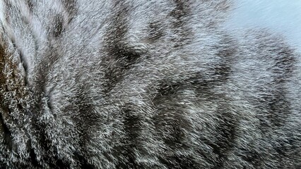 Cat Fur