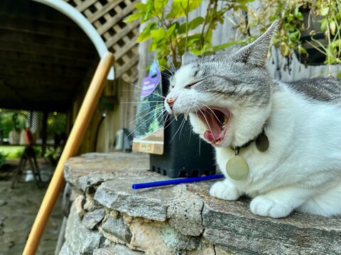 Yawning grey and white cat on a stone wall outdoors.