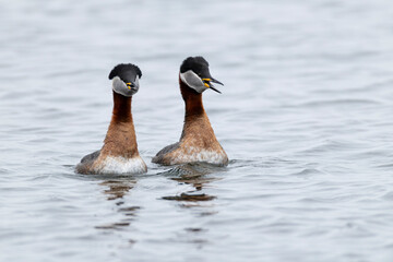 A couple of Red-necked Grebes (Podiceps grisegena) at courtship display at southern shore of...