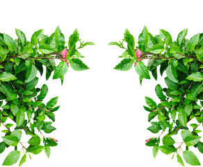 frame of green leaves, green leaves border, Green foliage frames a natural design