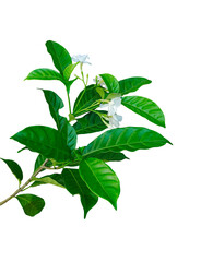 Fresh green plant leaves isolated on a white background with natural botanical beauty