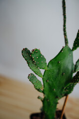 Houseplant. Green flat prickly cactus close-up. Thorns on a cactus. Prickly cactus. Vertical photo.