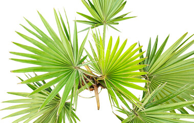 Vibrant green palm fronds and a tropical tree branch stand out against a clear summer sky, perfect for a natural, isolated beach image