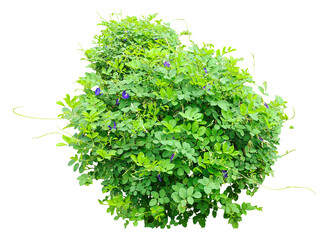 green tree isolated on white, Fresh green plant herb isolated on white background