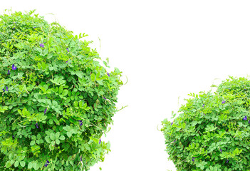 green grass frame isolated on white background, Tender green grass and lush moss distinctly isolated on a pristine white background