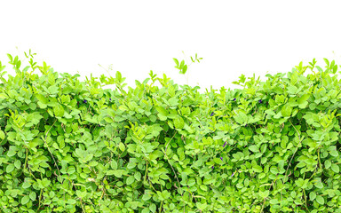 green grass background, A serene, sunlit landscape with rolling hills and a clear sky, perfect for conveying tranquility and natural beauty
Creative team collaborating on a project, showcasing diverse