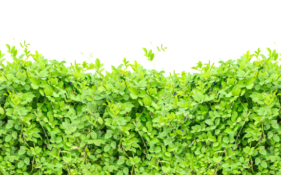 green grass background, A serene, sunlit landscape with rolling hills and a clear sky, perfect for conveying tranquility and natural beauty
Creative team collaborating on a project, showcasing diverse