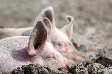 Organic pigs sleeping in the mud in Denmark during springtime. They eat, play, and enjoy life in the green landscapes and by their houses in the open air