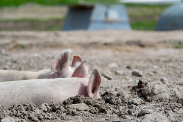 Organic pigs sleeping in the mud in Denmark during springtime. They eat, play, and enjoy life in the green landscapes and by their houses in the open air