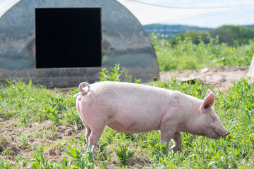 Organic pigs in front of their house Denmark during springtime. They eat, play, and enjoy life in the green landscapes and by their houses in the open air