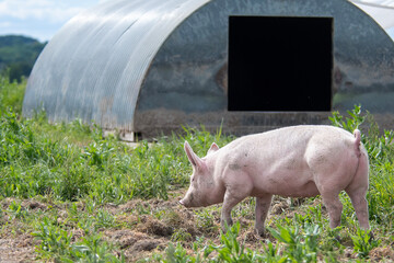 Organic pigs in front of their house Denmark during springtime. They eat, play, and enjoy life in the green landscapes and by their houses in the open air
