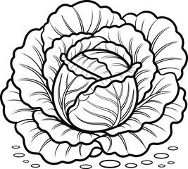 Black and White Vector Illustration of Cabbage with Detailed Leaves.