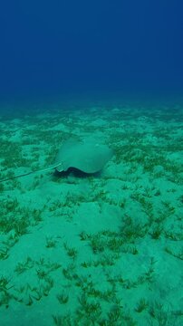 Vertical footage, Lonely Leopard whipray swimming over sea bottom on seagrass meadow, Slow motion, Follow shot of Longtail Stingray, Himantura uarnak swims above seabed  