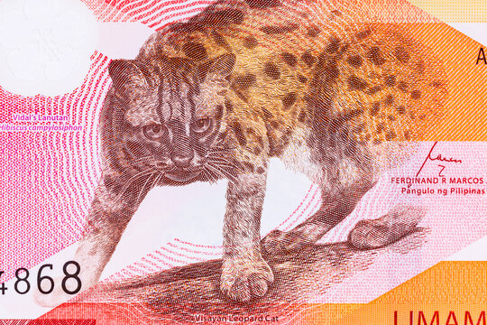 50 Piso Philippines, New Polymer Note 2025 with Visayan Leopard. Philippine Money